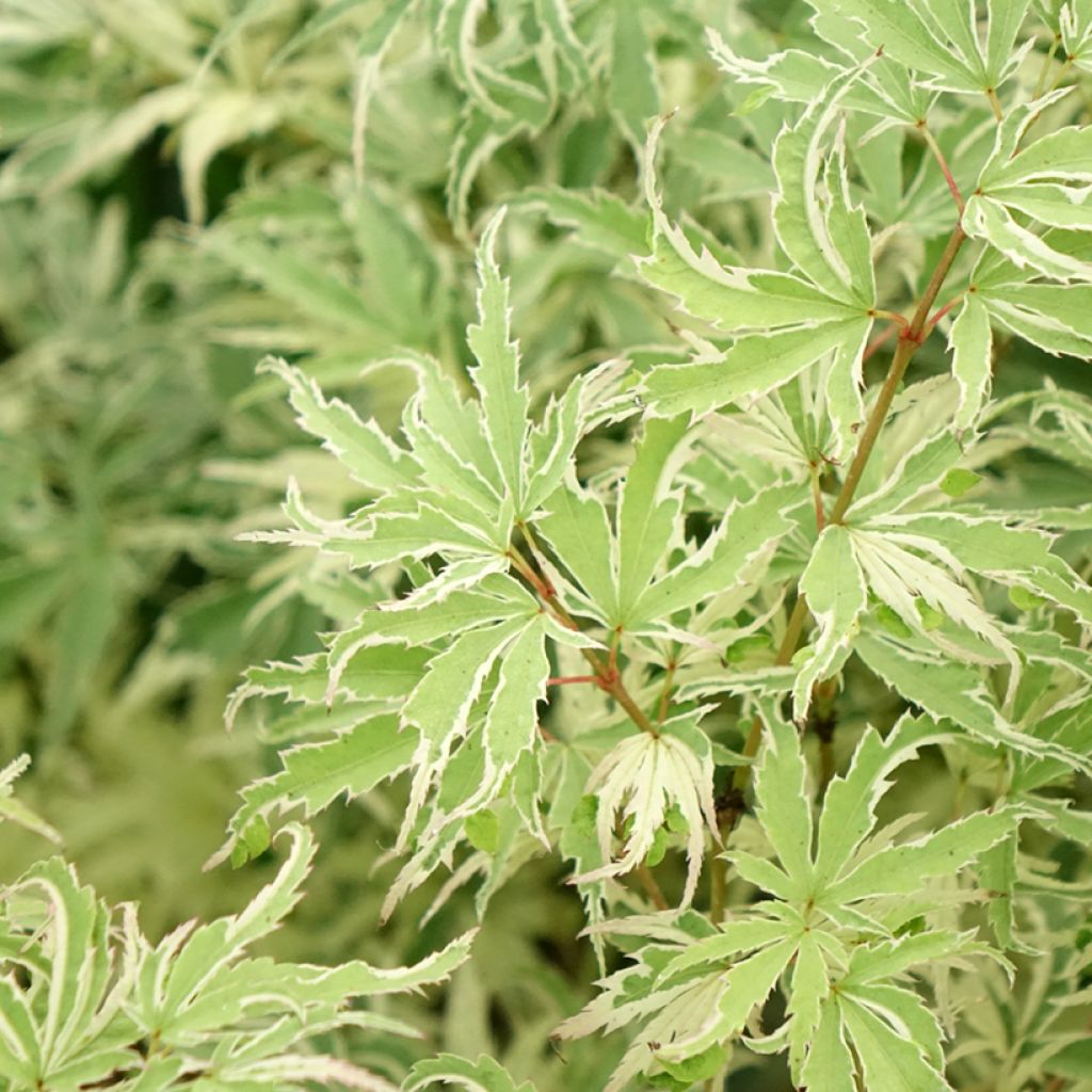 Ácer-do-japão Butterfly - Acer palmatum