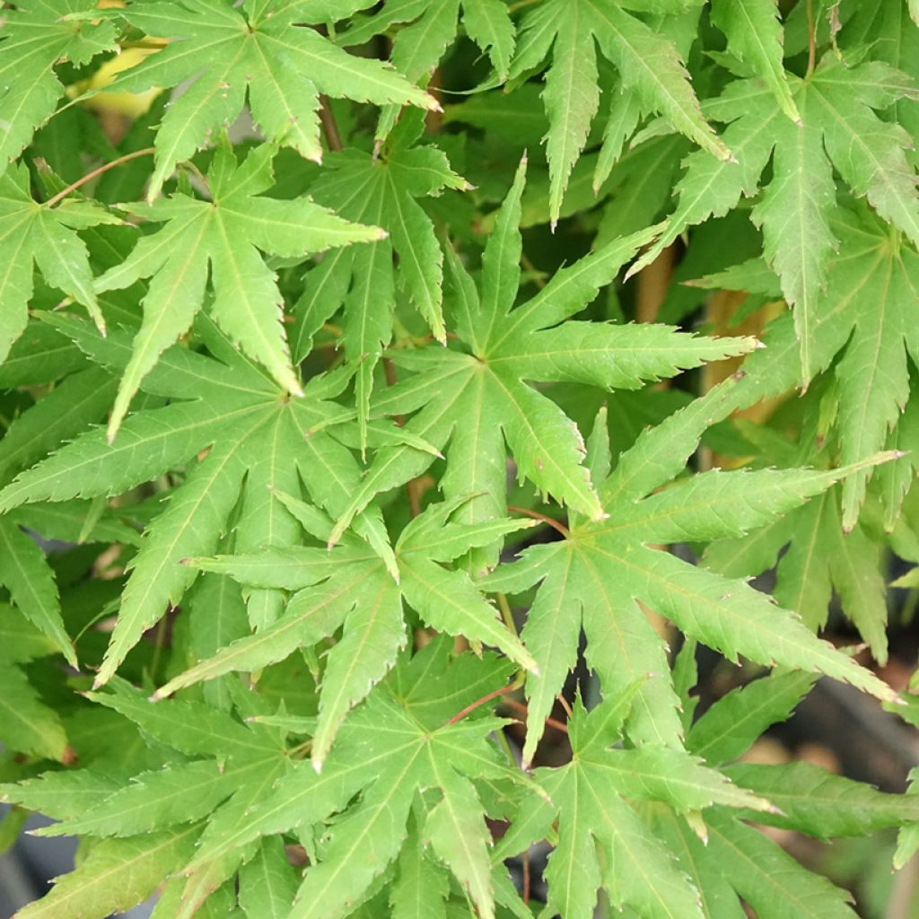 Ácer-do-japão Cascade Citrine - Acer palmatum