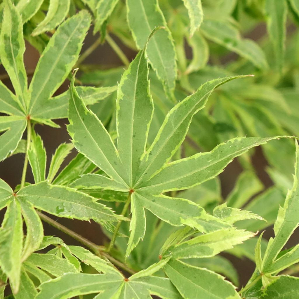 Ácer-do-japão Pink Passion - Acer palmatum