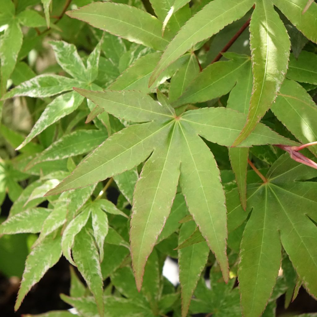 Ácer-do-japão Ukigumo - Acer palmatum