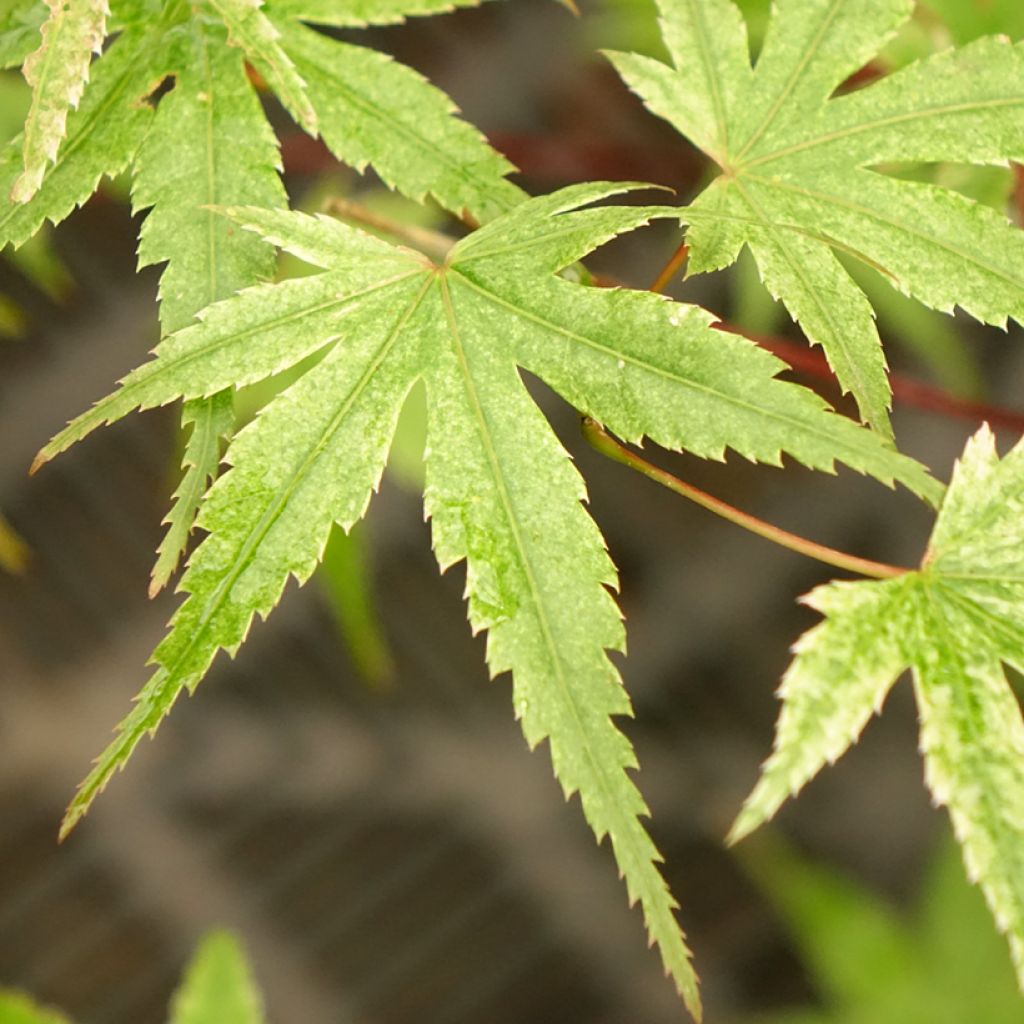 Ácer-do-japão Phoenix - Acer palmatum