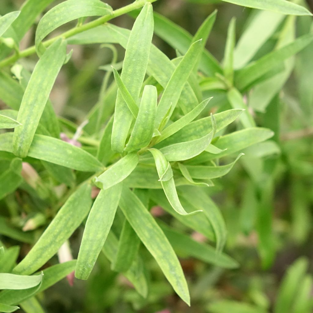 Eremophila laanii