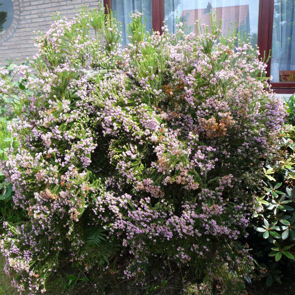 Erica terminalis - Urze-da-córsega