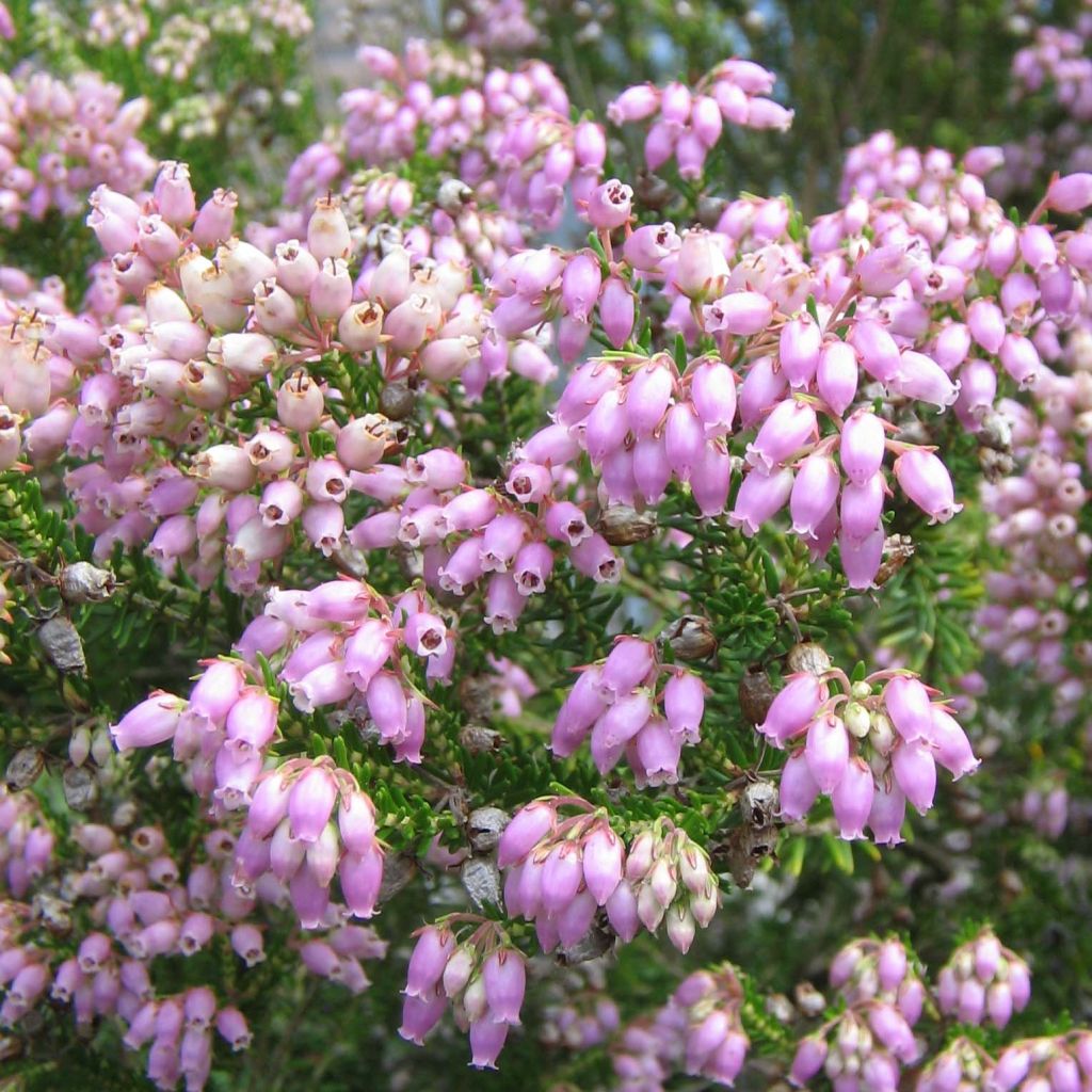 Erica terminalis - Urze-da-córsega
