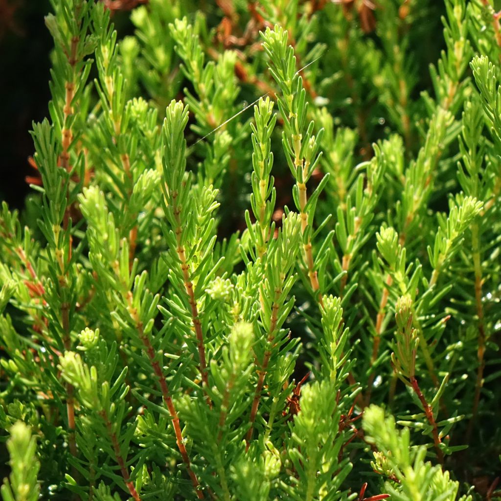 Urze de inverno Spring Surprise - Erica darleyensis