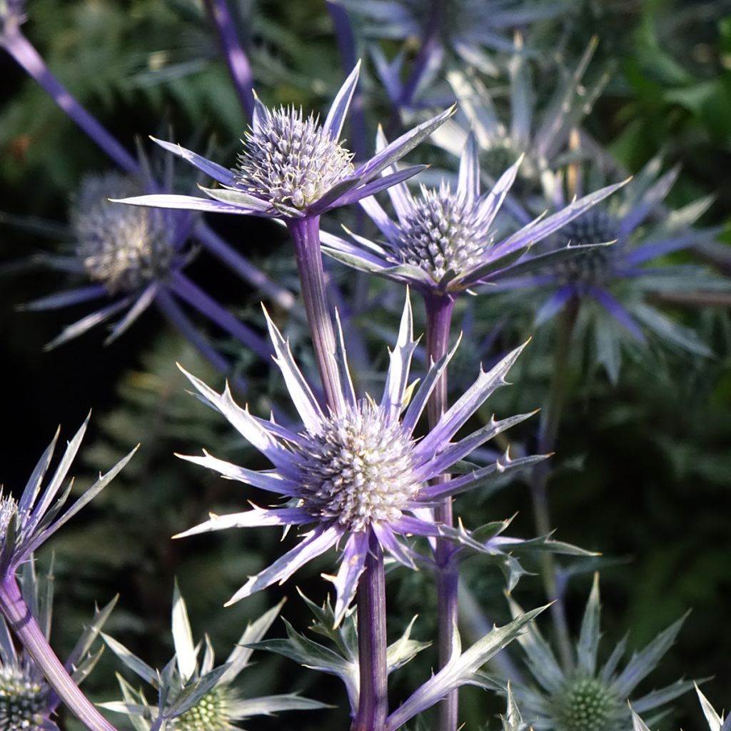 Cardo-azul Picos Amethyst Mackpam - Eryngium bourgatii