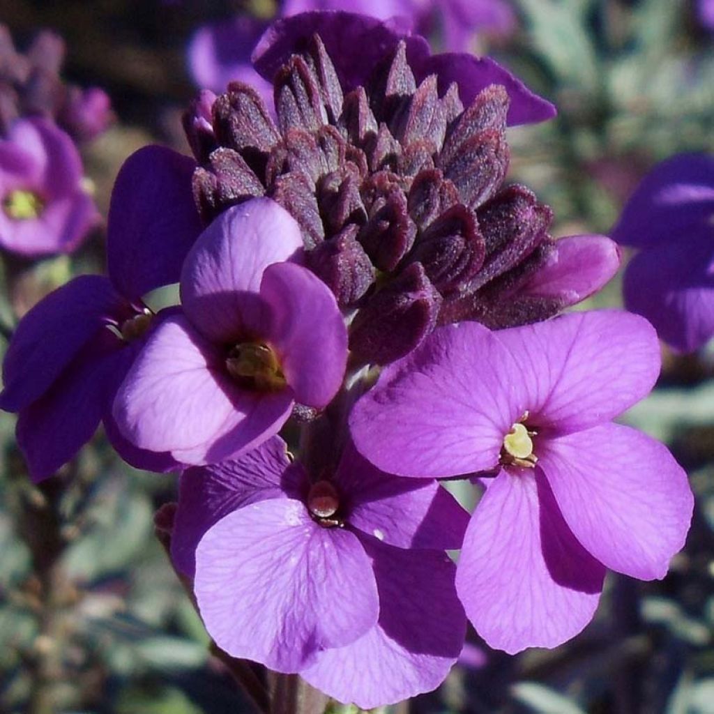 Erysimum Bowles Mauve