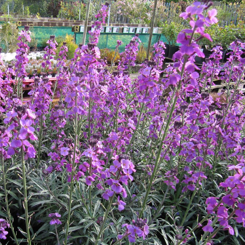 Erysimum Bowles Mauve