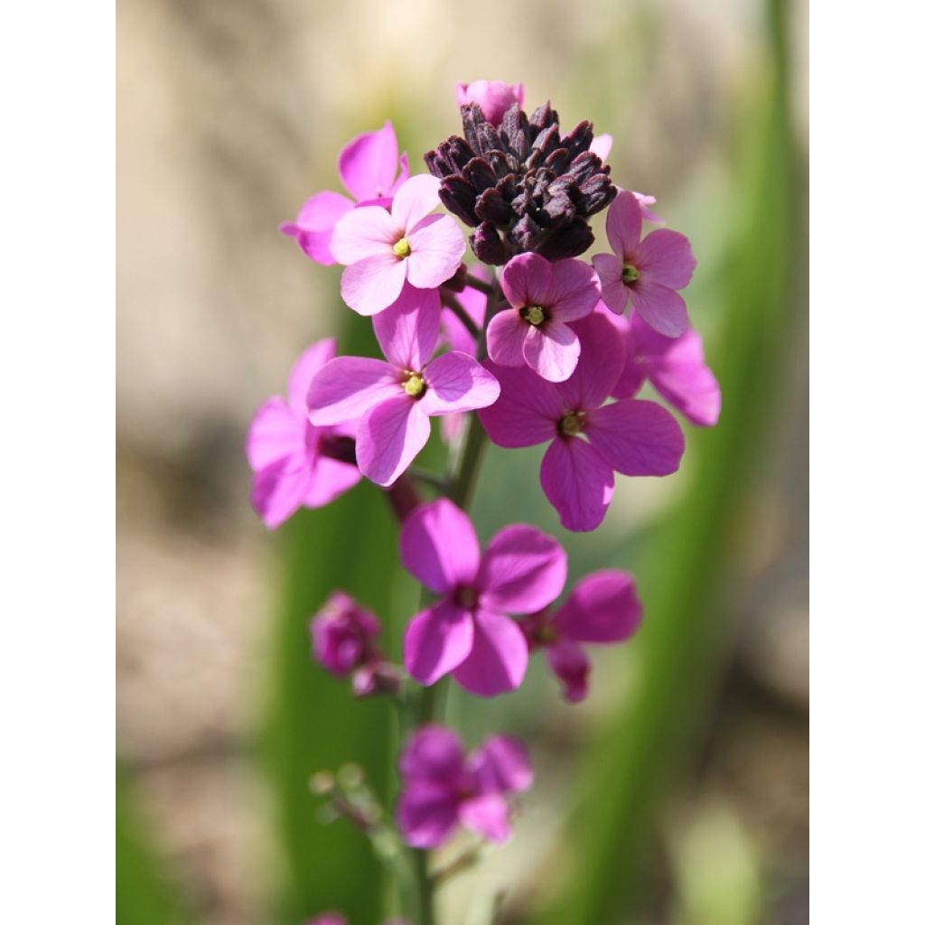 Erysimum Bowles Mauve