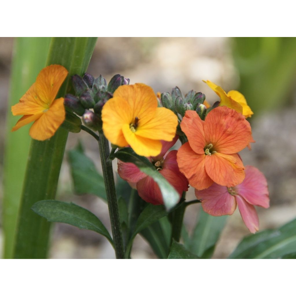 Erysimum Winter Party
