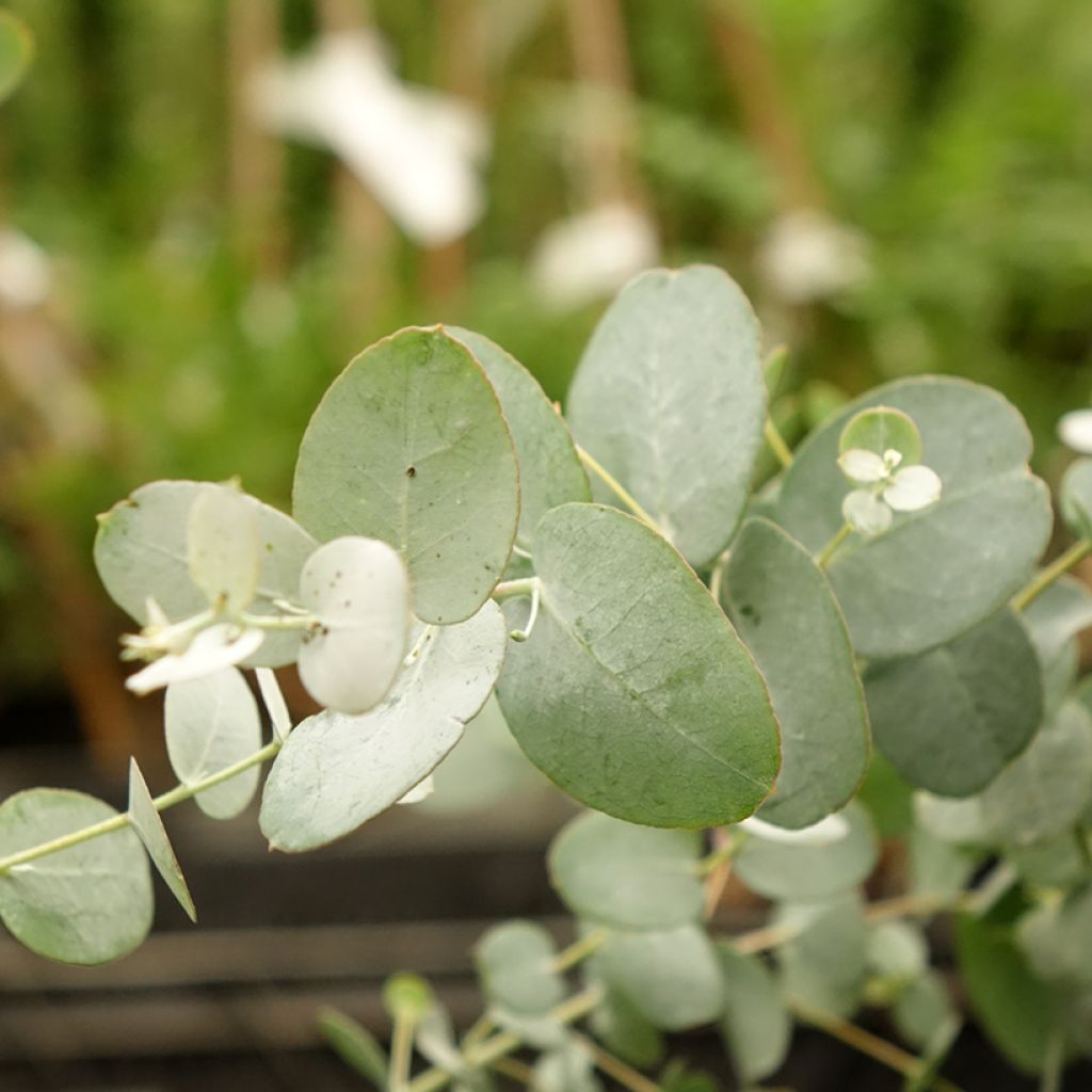 Eucalyptus gunnii Silverana