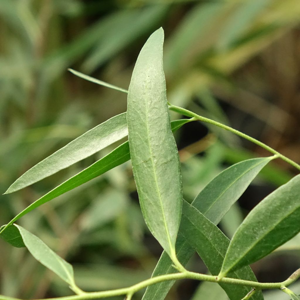 Eucalyptus kybeanensis