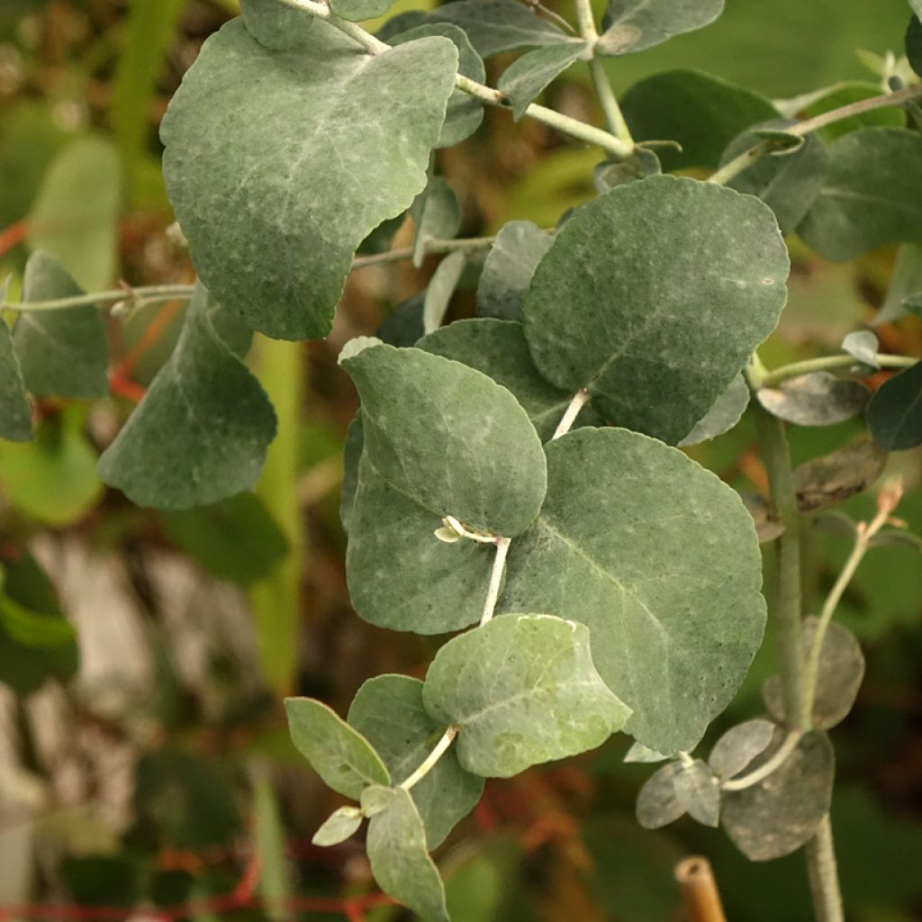 Eucalyptus urnigera f. glaucus
