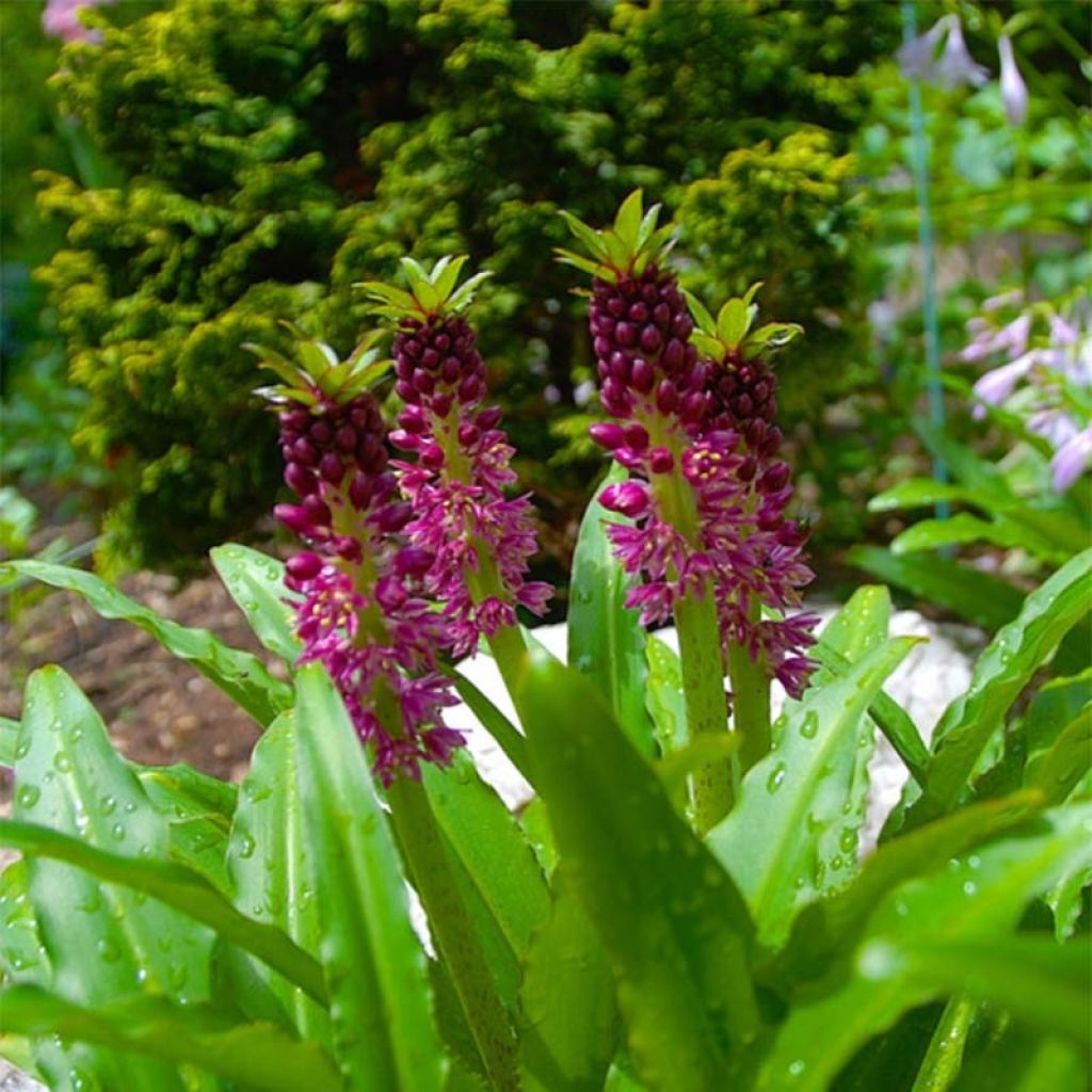 Eucomis comosa Leia