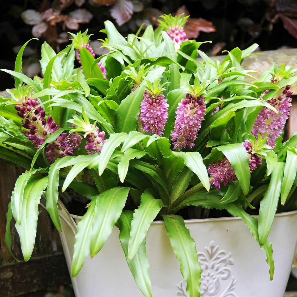 Eucomis comosa Sparkling Burgundy