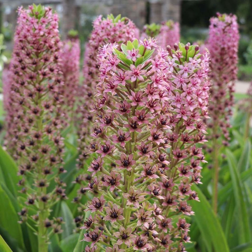 Eucomis comosa Pink Gin