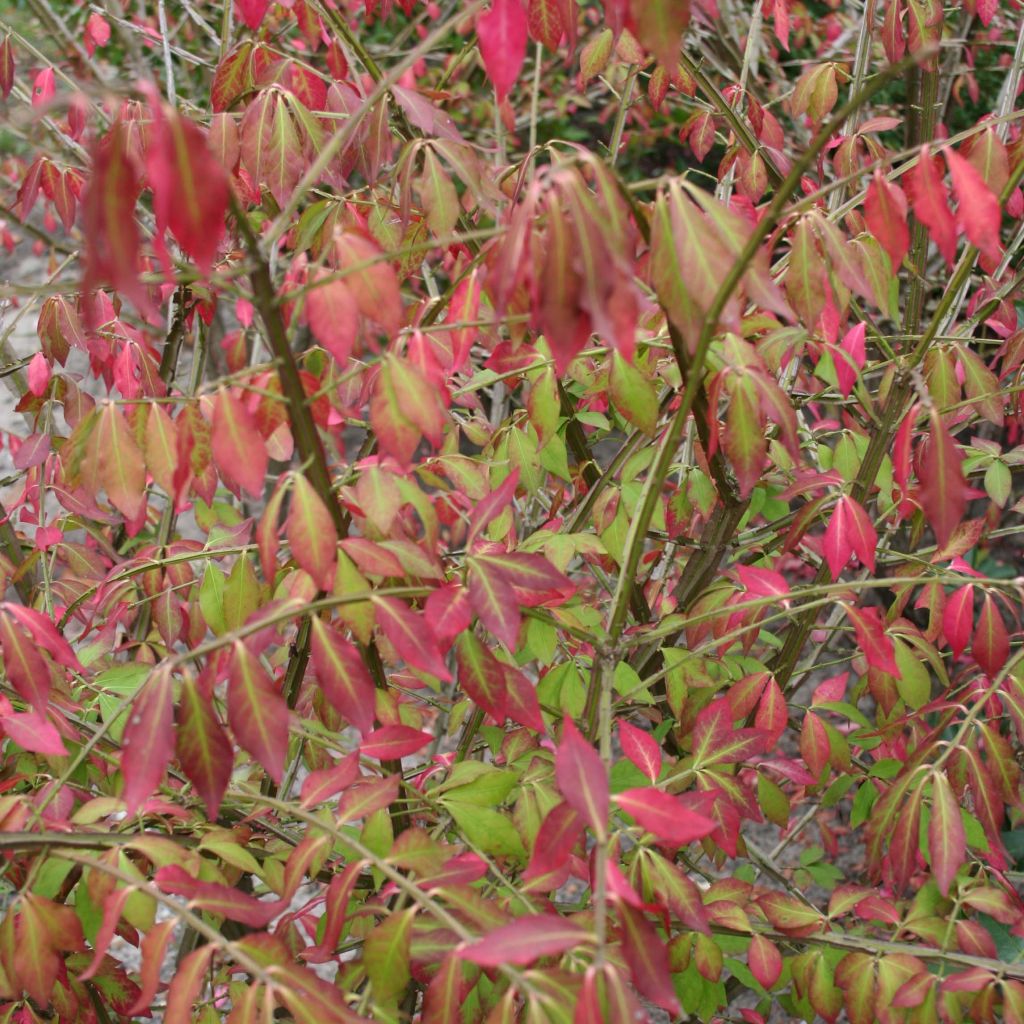 Euonymus alatus
