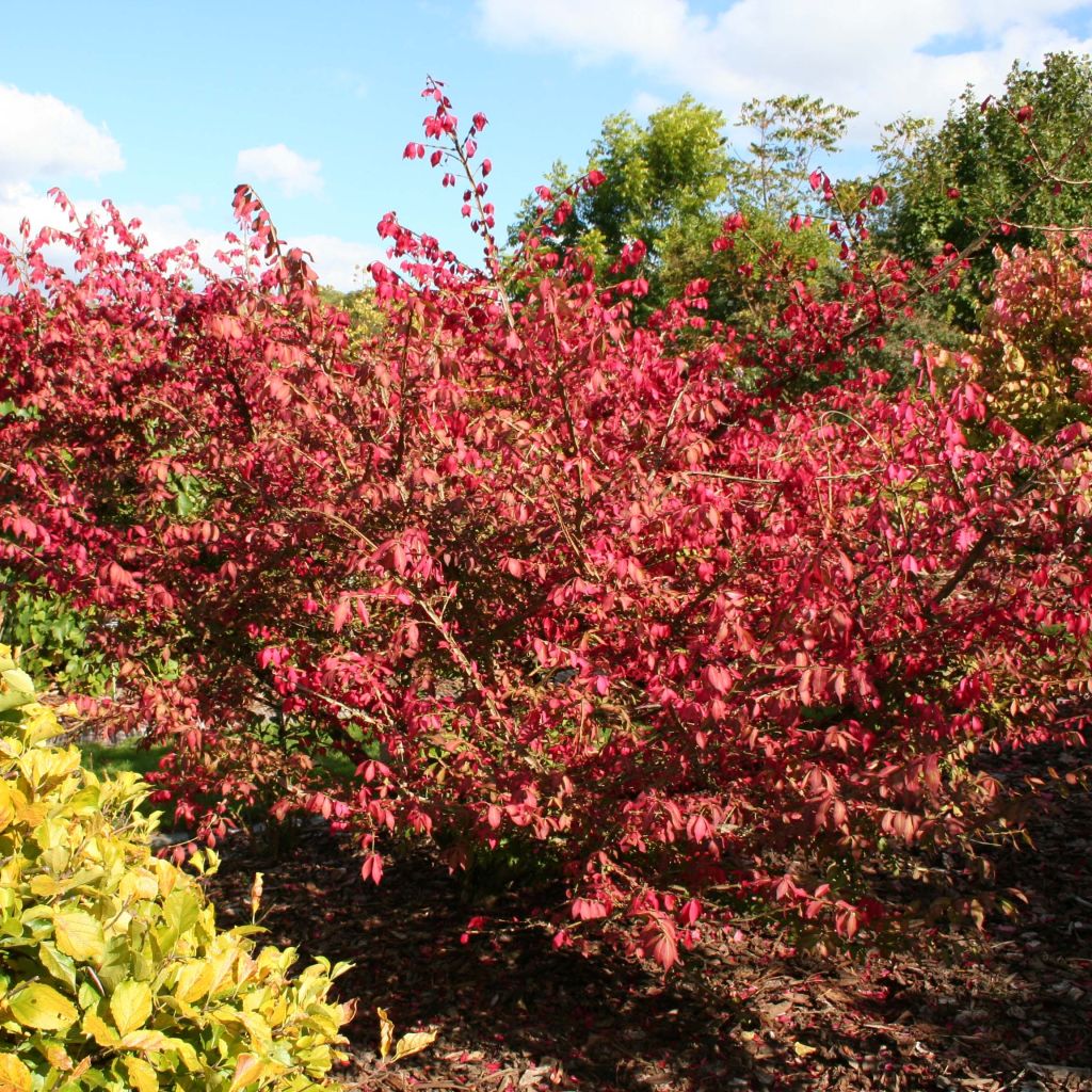 Euonymus alatus