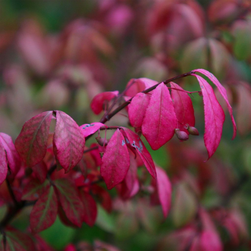 Euonymus alatus Compactus