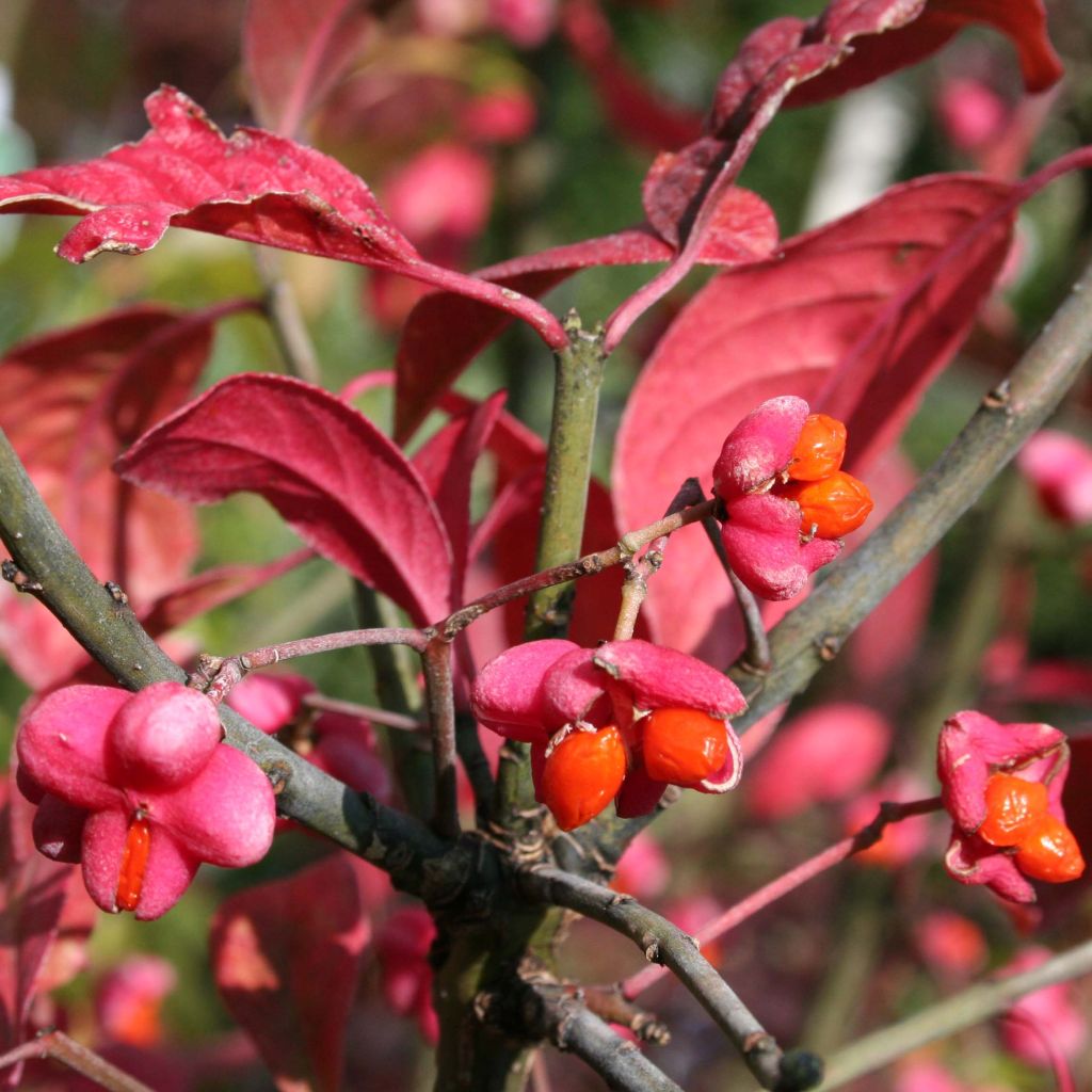 Evónimo-europeu Red Cascade - Euonymus europaeus