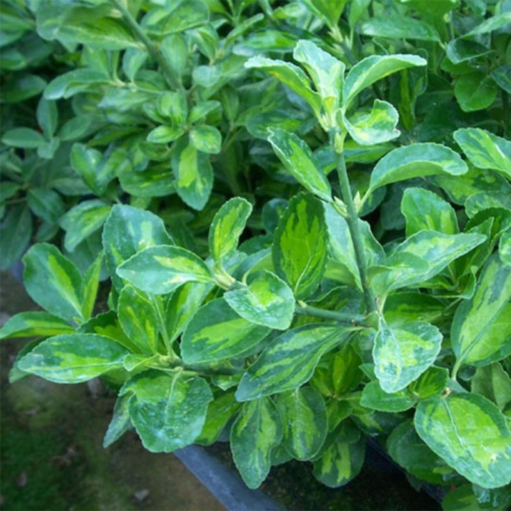 Evónimo do Japão Duc d'Anjou