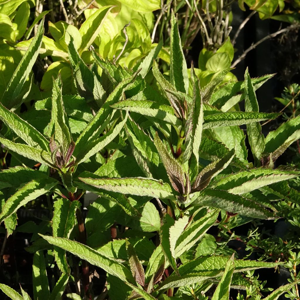 Eupatorium Baby Joe