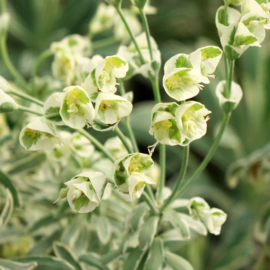 Trovisco-macho Glacier Blue