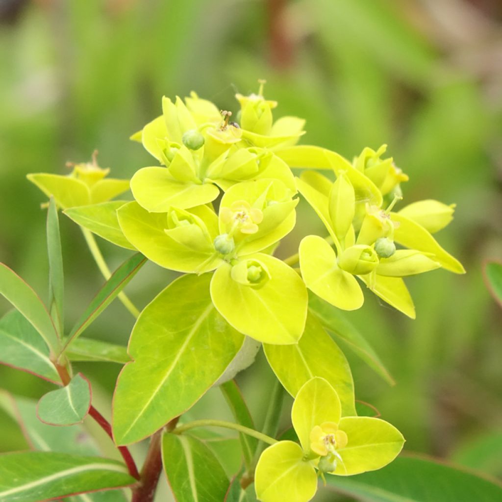Euphorbia cornigera