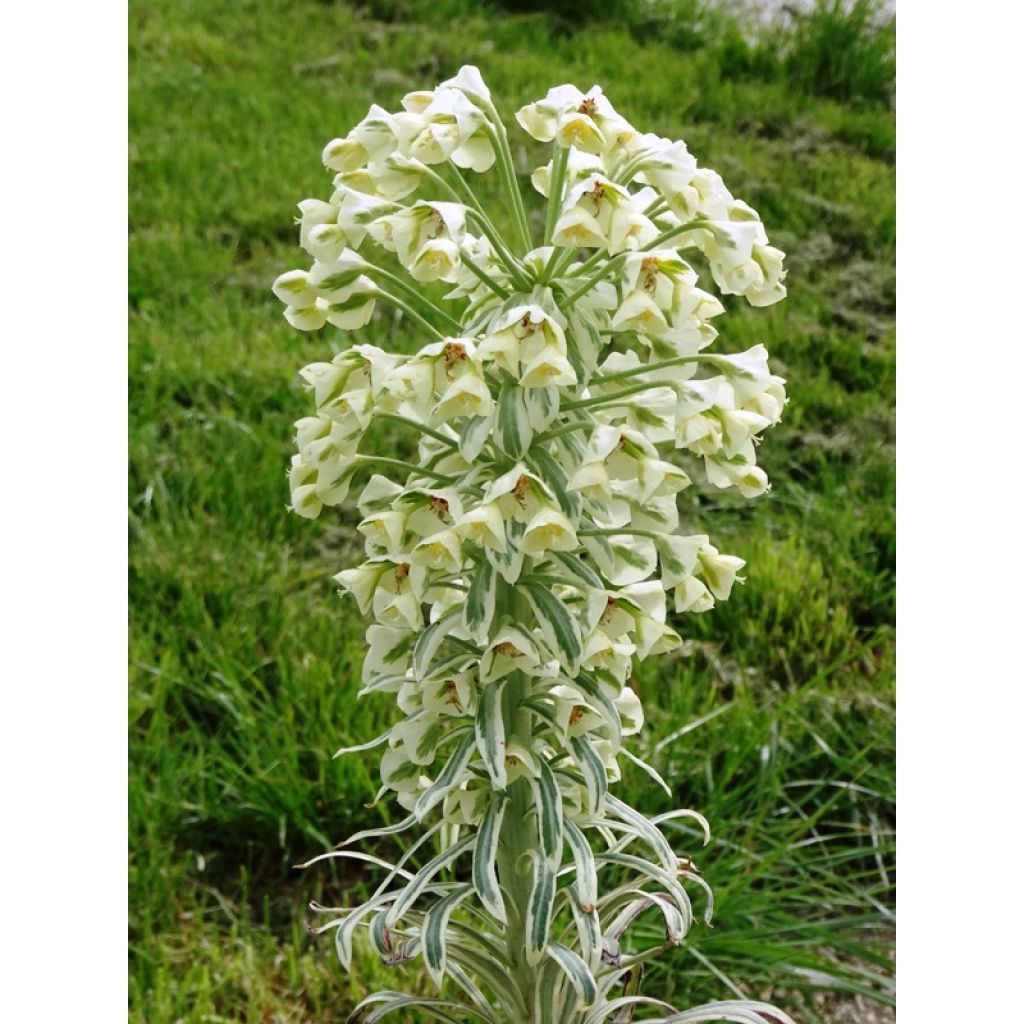 Trovisco-macho Tasmanian Tiger