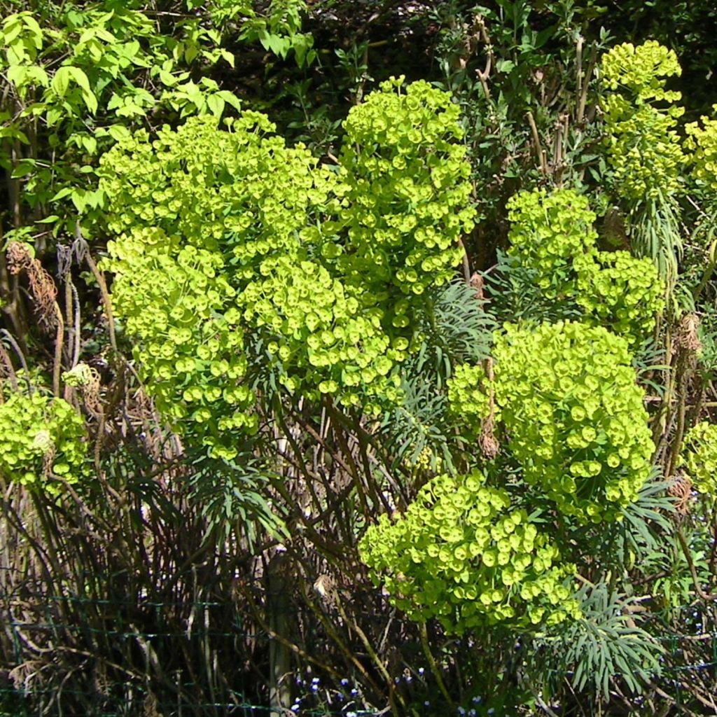 Trovisco-macho - Euphorbia characias