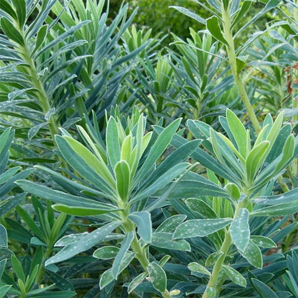 Trovisco-macho - Euphorbia characias