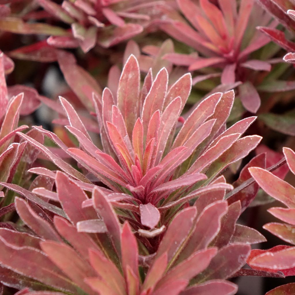 Trovisco-macho Miners Merlot