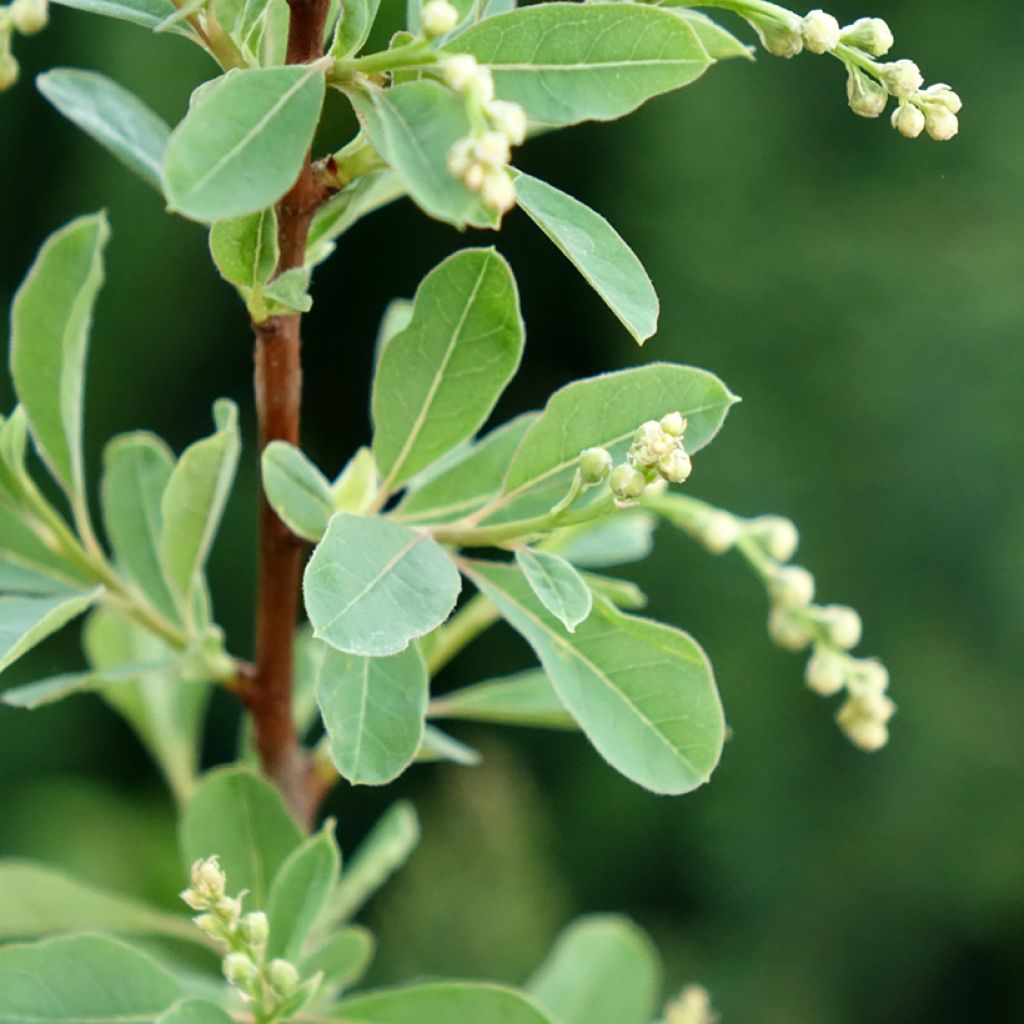 Exochorda racemosa Snow Mountain