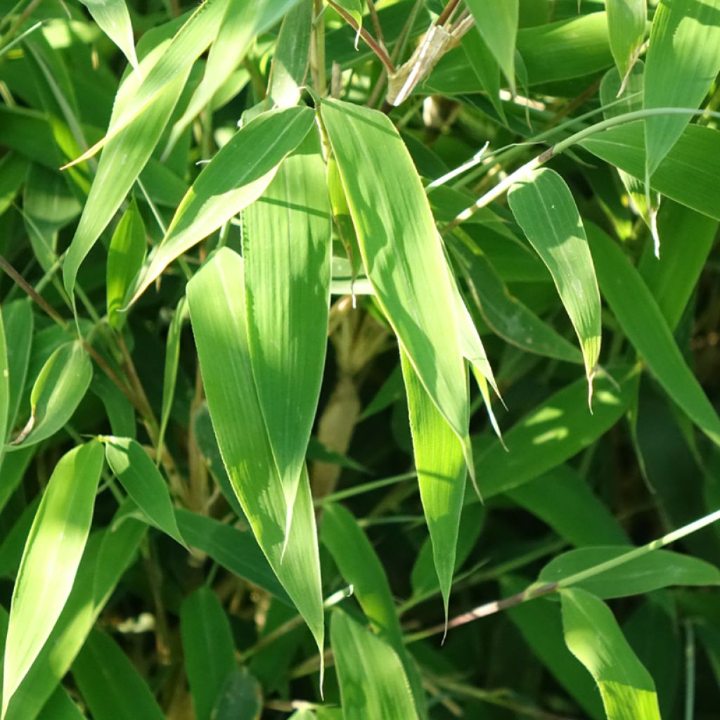 Fargesia murielae Ivory Ibis