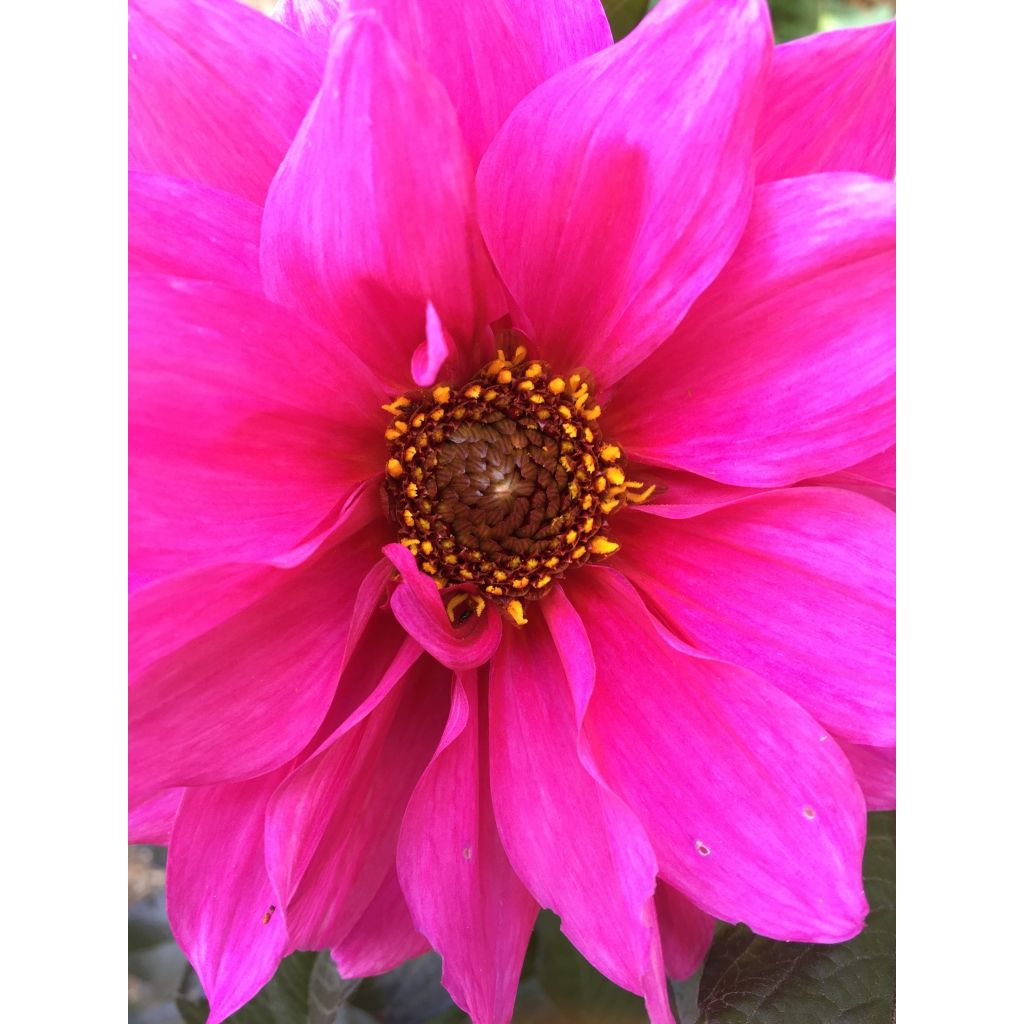 Dália anémona Fascination