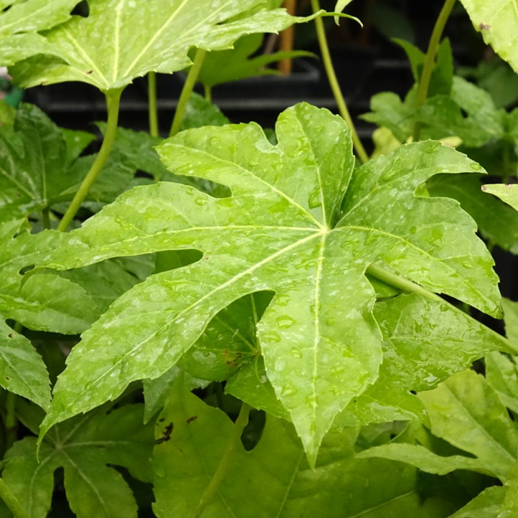 Fatsia japonica