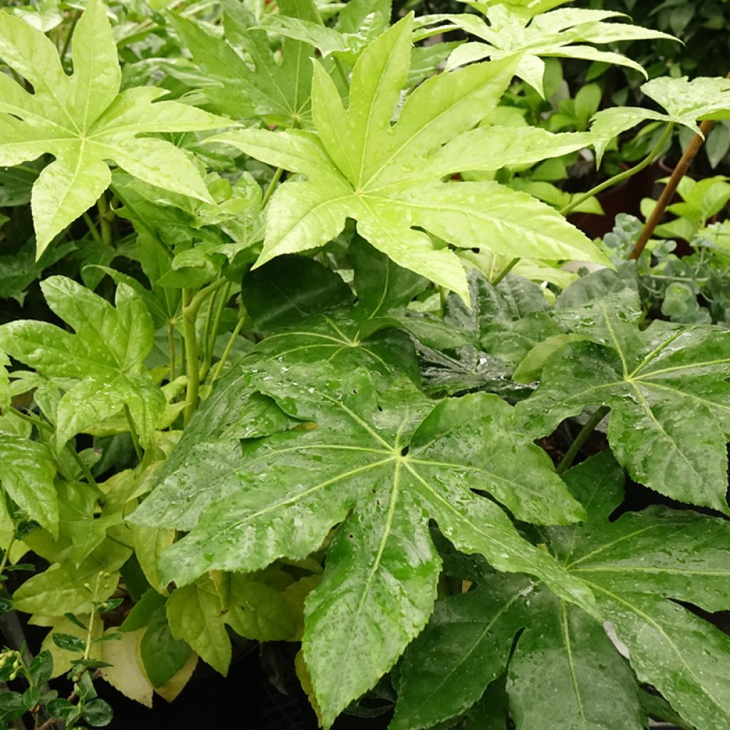 Fatsia japonica