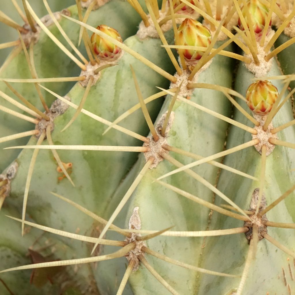 Ferocactus glaucescens
