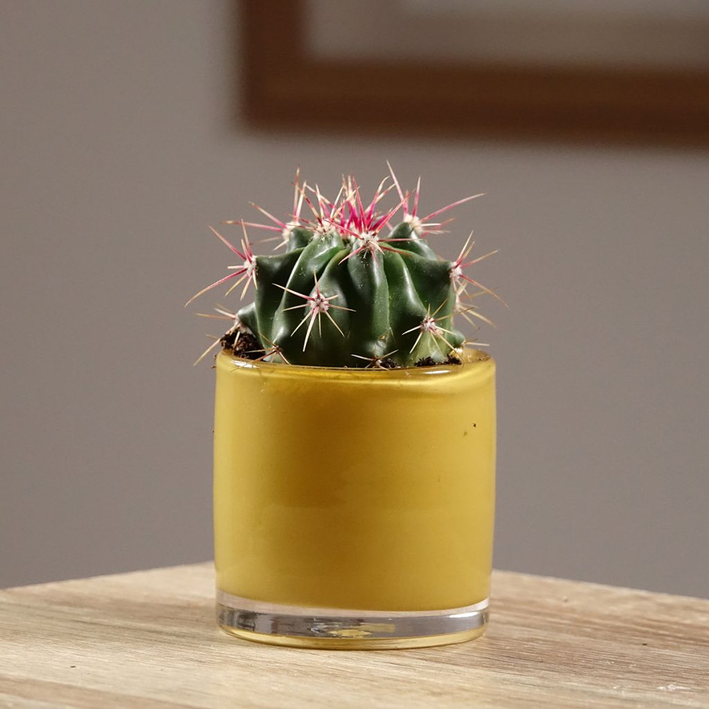 Ferocactus latispinus - Cacto-barril