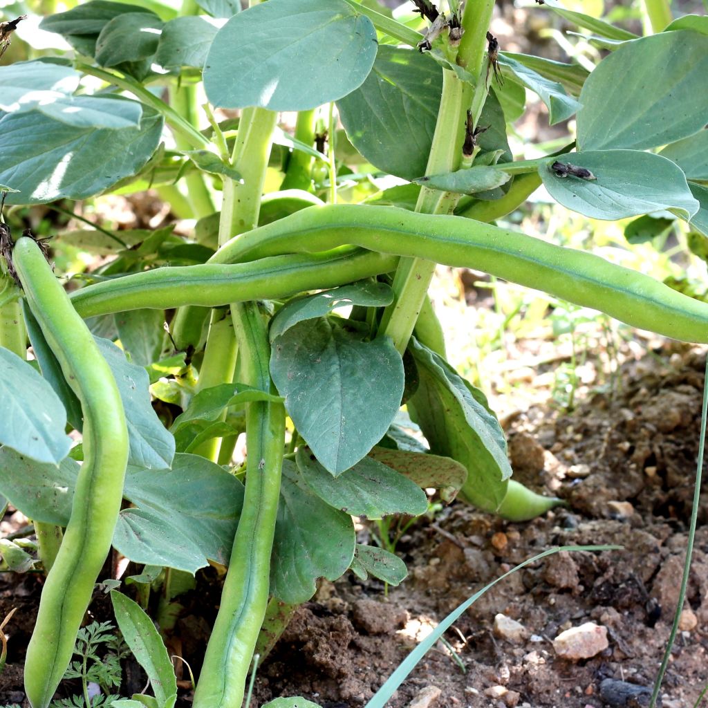 Fava Aguadulce com vagem muito comprida