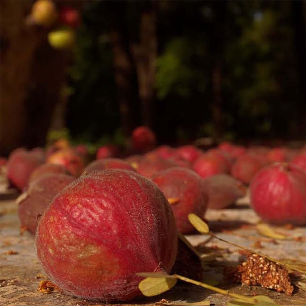 Figueira Osborns Prolific - Ficus carica