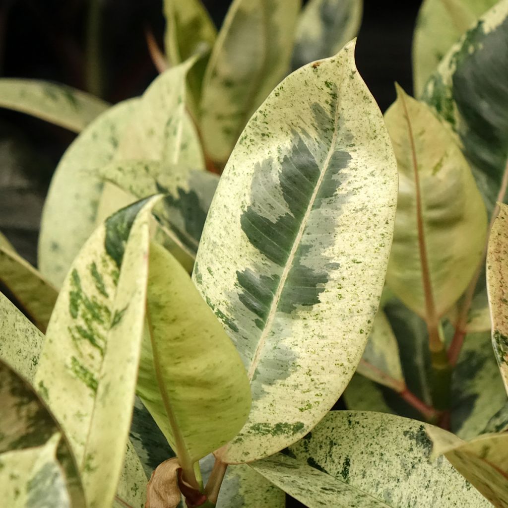 Ficus elastica Shivereana