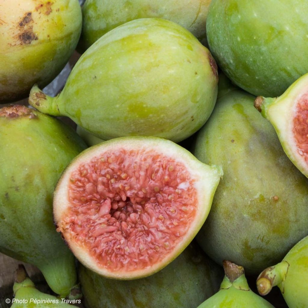 Figueira Portogallo - Ficus carica
