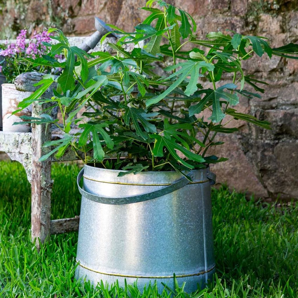 Figueira-anã Figality - Ficus carica