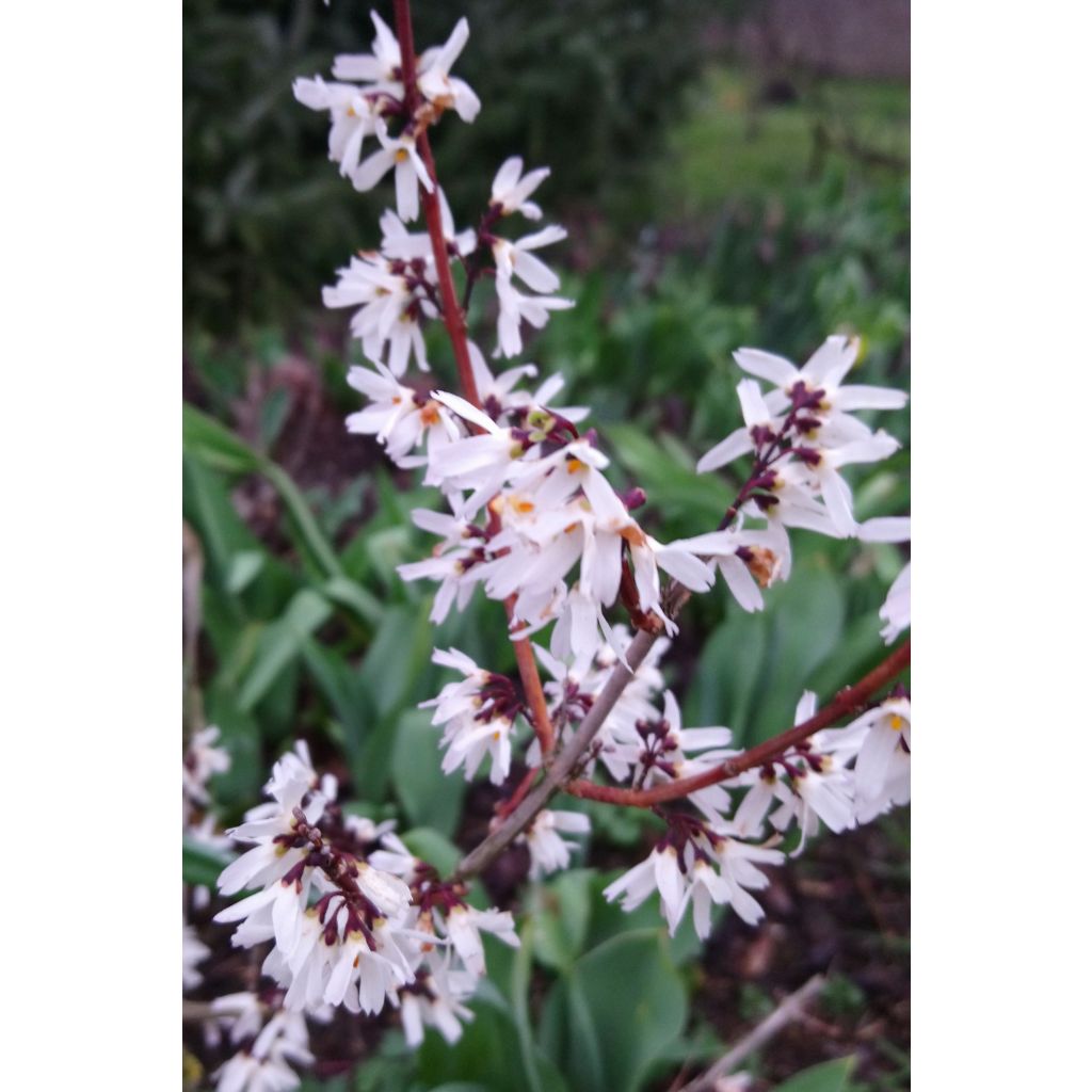 Abeliophyllum distichum