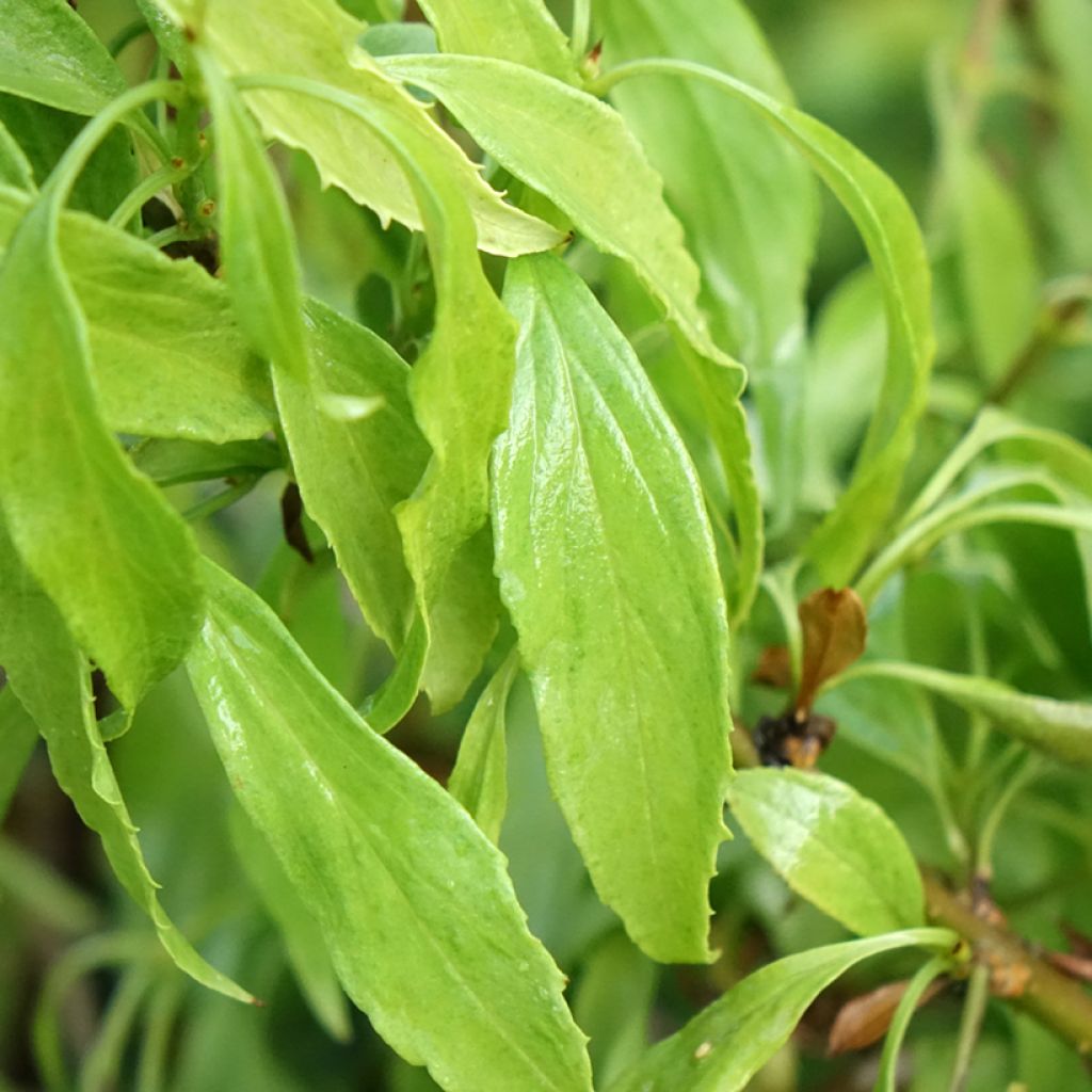 Forsítia Marée d'Or