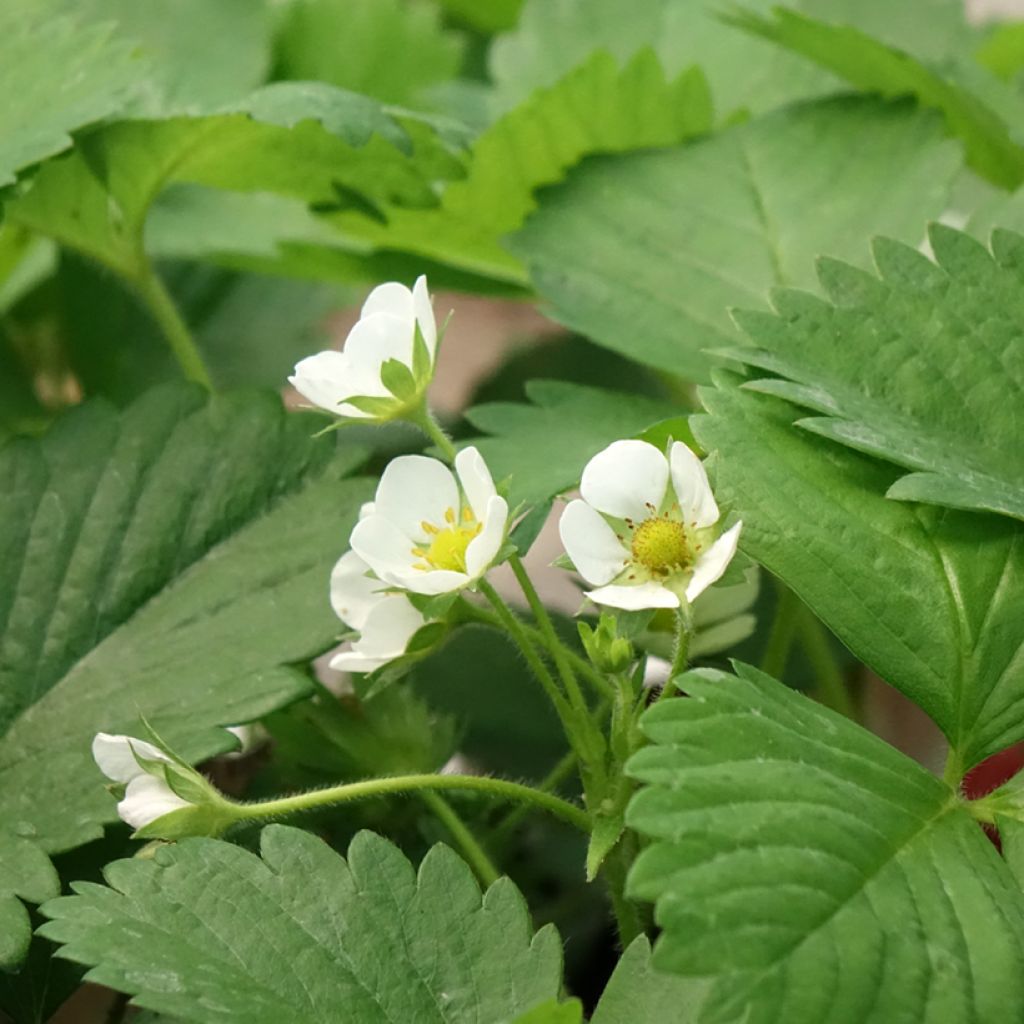 Morangueiro Anaïs remontante em vaso de 7cm