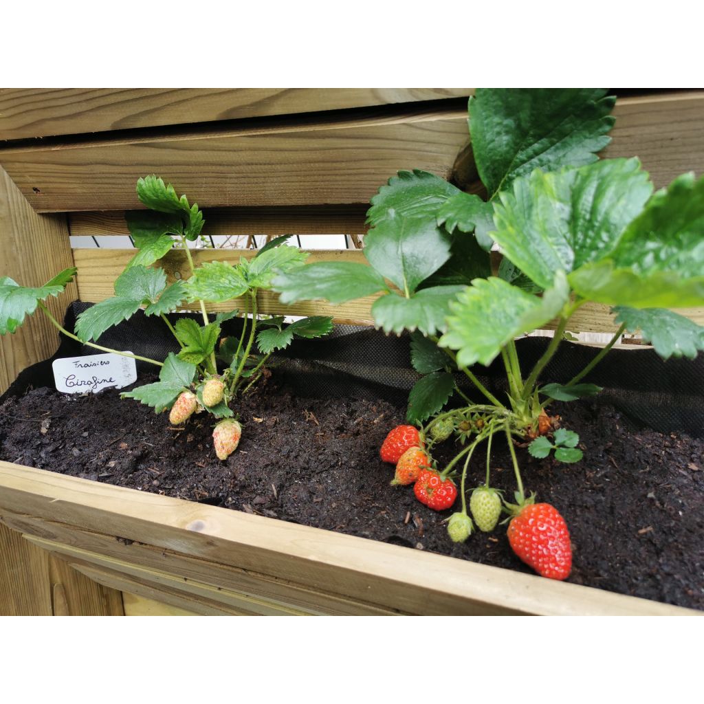 Morangueiro Cirafine remontante