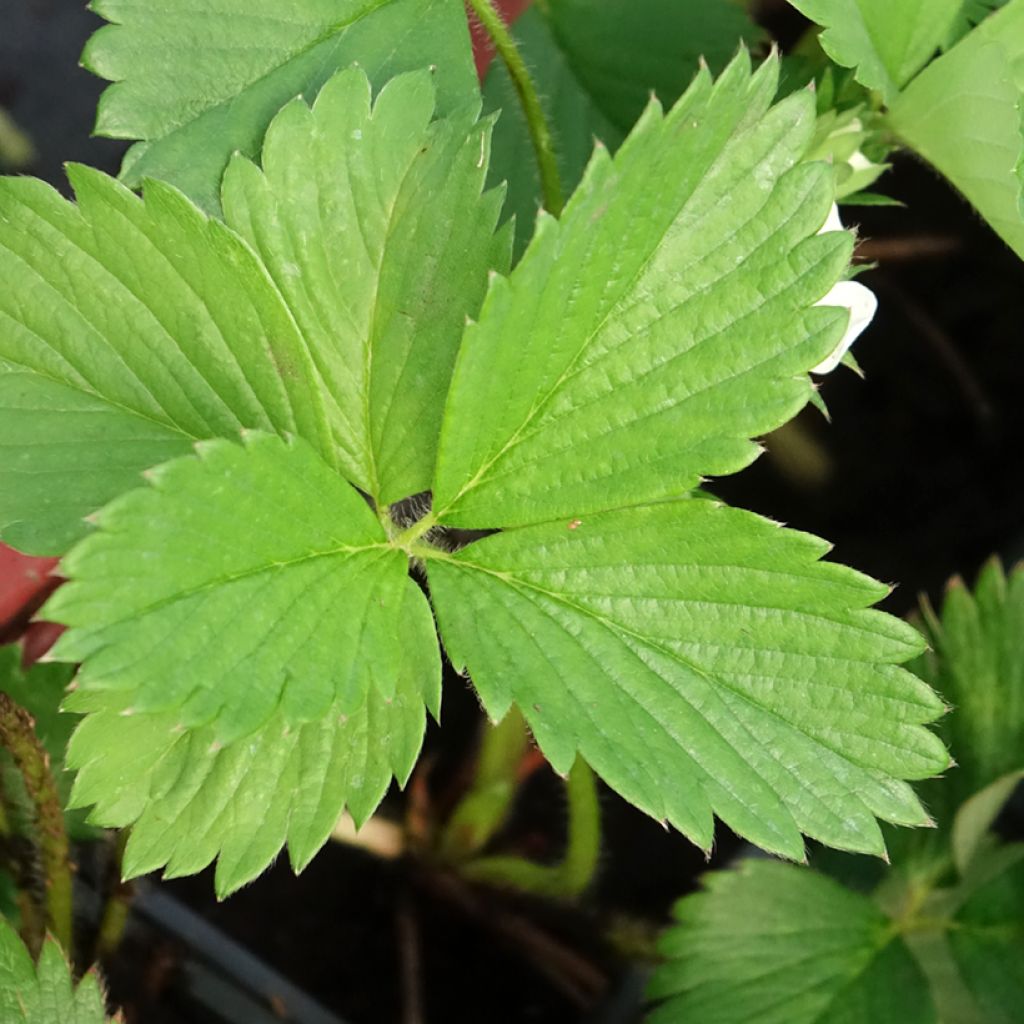 Morangueiro Gariguette não remontante