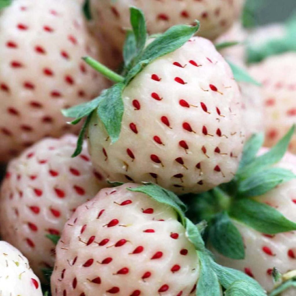 Morangueiro White Pineberry